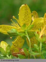 Attēlu rezultāti vaicājumam “Hypericum maculatum leaf”