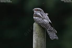 Attēlu rezultāti vaicājumam “Caprimulgus europaeus”