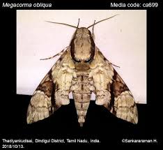 Attēlu rezultāti vaicājumam “Sphingidae”