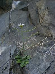 Attēlu rezultāti vaicājumam “Cardaminopsis arenosa leaf”