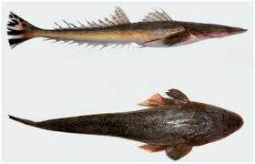 Image result for Platycephalus speculator