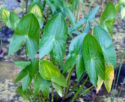 Attēlu rezultāti vaicājumam “Sagittaria sagittifolia fruit”