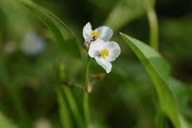 Attēlu rezultāti vaicājumam “Alismataceae”