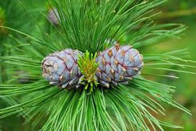 Attēlu rezultāti vaicājumam “Pinus sibirica”