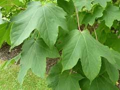 Attēlu rezultāti vaicājumam “Kalopanax septemlobus fruit”