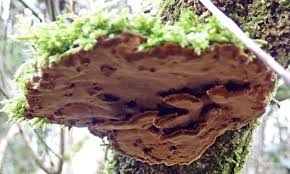 Attēlu rezultāti vaicājumam “Inonotus radiatus”