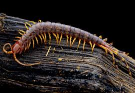 Attēlu rezultāti vaicājumam “Chilopoda”