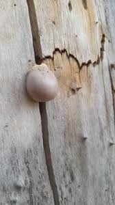 Attēlu rezultāti vaicājumam “Lycogala flavofuscum”