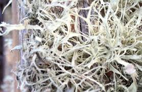 Attēlu rezultāti vaicājumam “Ramalina calicaris”