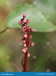 Attēlu rezultāti vaicājumam “Pyrola media”