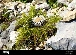 Image result for Silberdistel