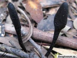 Attēlu rezultāti vaicājumam “Geoglossum sp.”