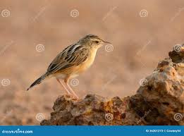 Image result for Cisticola juncidis