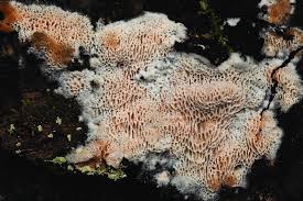 Attēlu rezultāti vaicājumam “Antrodia”