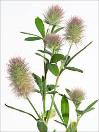 Attēlu rezultāti vaicājumam “Trifolium arvense leaf”