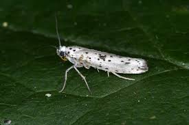 Attēlu rezultāti vaicājumam “Yponomeuta plumbella”