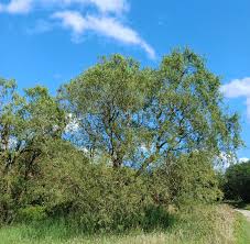Attēlu rezultāti vaicājumam “Salix x doniana”
