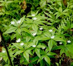 Attēlu rezultāti vaicājumam “Trientalis europaea bud”