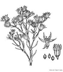 Attēlu rezultāti vaicājumam “Scleranthus annuus”