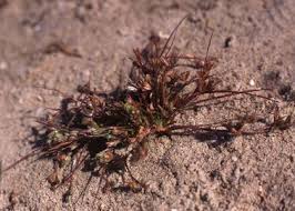Attēlu rezultāti vaicājumam “Juncus nastanthus”