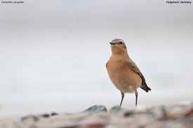 Attēlu rezultāti vaicājumam “Oenanthe oenanthe female”