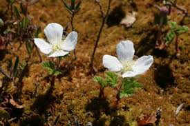 Attēlu rezultāti vaicājumam “Rubus chamaemorus flower”