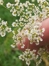 Attēlu rezultāti vaicājumam “Chaerophyllum aromaticum flower”
