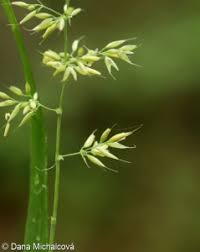 Attēlu rezultāti vaicājumam “Calamagrostis arundinacea”
