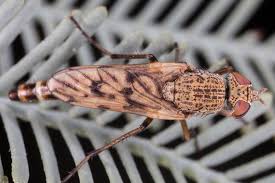 Attēlu rezultāti vaicājumam “Therevidae larva”