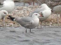 Image result for Larus audouinii