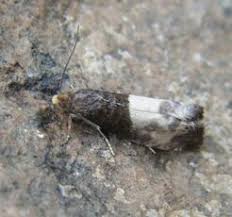 Attēlu rezultāti vaicājumam “Notocelia cynosbatella”