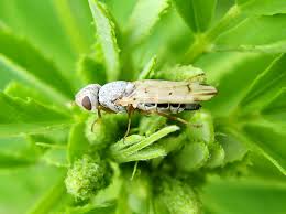 Attēlu rezultāti vaicājumam “Tetanops myopina”