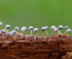 Attēlu rezultāti vaicājumam “Lycogala sphaeroconicum sessile”