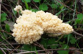 Attēlu rezultāti vaicājumam “Fuligo cinerea”