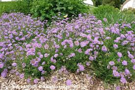 Image result for Scabiosa col.`Butterfly Blue`