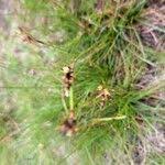 Attēlu rezultāti vaicājumam “Juncus squarrosus fruit”