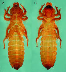 Attēlu rezultāti vaicājumam “Gynaephora selenitica larva”