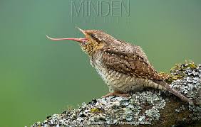 Attēlu rezultāti vaicājumam “Jynx torquilla adult”