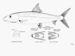 Image result for Albula glossodonta