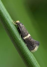 Attēlu rezultāti vaicājumam “Elachista maculicerusella”