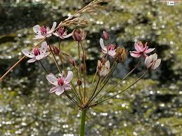 Attēlu rezultāti vaicājumam “Butomaceae”
