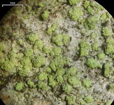 Attēlu rezultāti vaicājumam “Biatora sphaeroides”