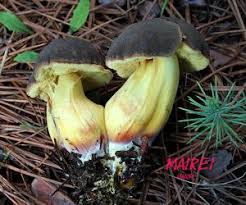 Attēlu rezultāti vaicājumam “Xerocomus pruinatus”