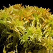 Attēlu rezultāti vaicājumam “Sphagnum balticum”