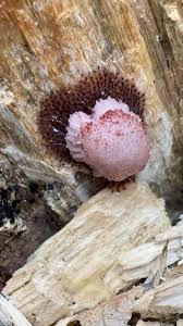 Attēlu rezultāti vaicājumam “Stemonitis fusca spores”