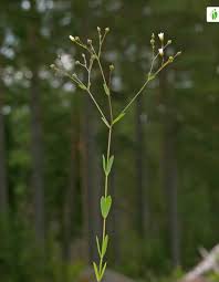 Attēlu rezultāti vaicājumam “Linum catharticum fruit”