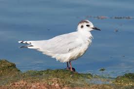 Attēlu rezultāti vaicājumam “Larus minutus adult”