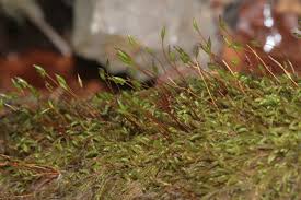 Attēlu rezultāti vaicājumam “Pterigynandrum filiforme”