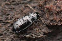 Attēlu rezultāti vaicājumam “Tachyta nana”