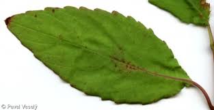 Attēlu rezultāti vaicājumam “Impatiens noli-tangere leaf”